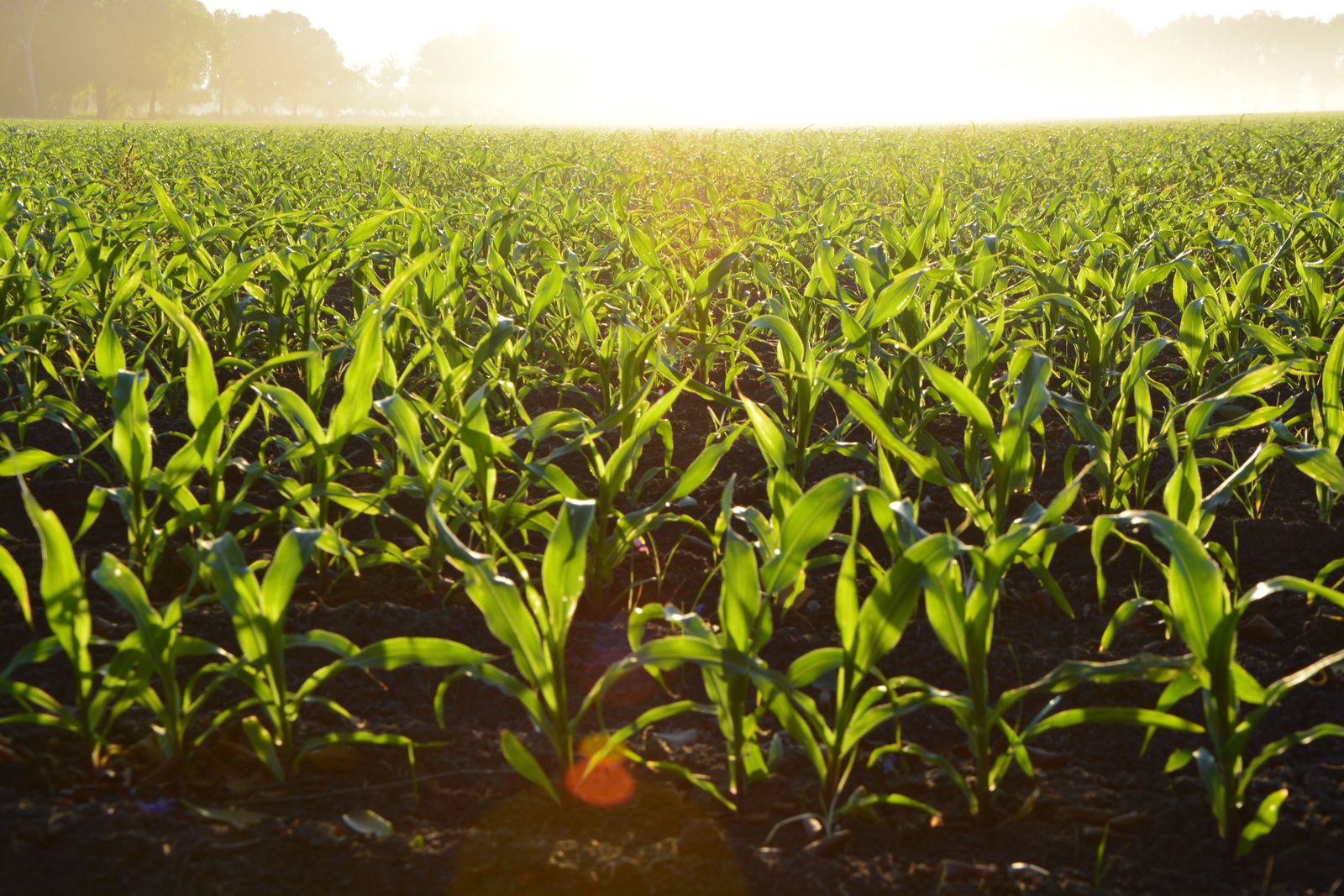 Young corn rows at sunrise